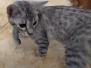 Luster Savannah F-7B Cool BST Female DOB 3-14-19