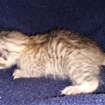 Savannah, F-7B, Cool BST Female DOB 3-14-19