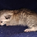 Savannah, F-7B, Cool BST Female DOB 3-14-19