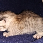 Savannah, F-7B, Cool BST Female DOB 3-14-19