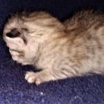 Savannah, F-7B, Cool BST Female DOB 3-14-19