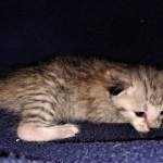 Savannah, F-7B, Cool BST Female DOB 3-14-19