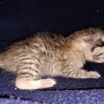 Savannah, F-7B, Cool BST Female DOB 3-14-19