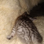 Savannah, F-7B, Cool BST Female DOB 3-14-19