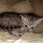 Savannah, F-7B, Cool BST Female DOB 3-14-19