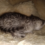 Savannah, F-7B, Cool BST Female DOB 3-14-19