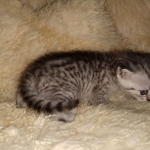 Savannah, F-7B, Cool BST Female DOB 3-14-19