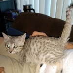 Savannah, F-7B, Cool BST Female DOB 3-14-19