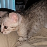 Savannah, F-7B, Cool BST Female DOB 3-14-19