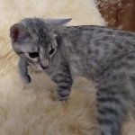 Savannah, F-7B, Cool BST Female DOB 3-14-19