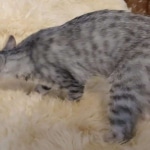 Savannah, F-7B, Cool BST Female DOB 3-14-19