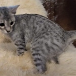 Savannah, F-7B, Cool BST Female DOB 3-14-19