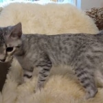 Savannah, F-7B, Cool BST Female DOB 3-14-19