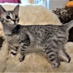 Savannah, F-7B, Cool BST Female DOB 3-14-19