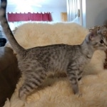 Savannah, F-7B, Cool BST Female DOB 3-14-19