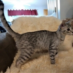 Savannah, F-7B, Cool BST Female DOB 3-14-19