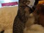 Savannah F-7B Dark BST male DOB 3-14-19