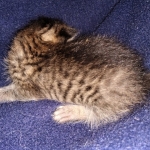 Savannah, F-7B, BST, Male, DOB 3-14-19