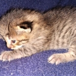 Savannah, F-7B, BST, Male, DOB 3-14-19