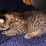 Savannah, F-7B, BST, Male, DOB 3-14-19