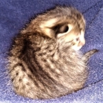 Savannah, F-7B, BST, Male, DOB 3-14-19