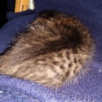 Savannah, F-7B, BST, Male, DOB 3-14-19