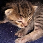 Savannah, F-7B, BST, Male, DOB 3-14-19