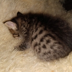 Savannah, F-7B, BST, Male, DOB 3-14-19