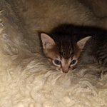 Savannah, F-7B, BST, Male, DOB 3-14-19