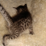 Savannah, F-7B, BST, Male, DOB 3-14-19