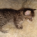 Savannah, F-7B, BST, Male, DOB 3-14-19