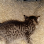 Savannah, F-7B, BST, Male, DOB 3-14-19