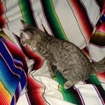 Savannah, F-7B, BST, Male, DOB 3-14-19