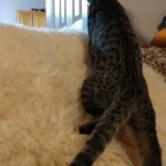 Savannah, F-7B, BST, Male, DOB 3-14-19