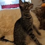 Savannah, F-7B, BST, Male, DOB 3-14-19