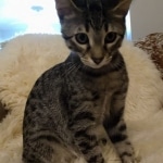 Savannah, F-7B, BST, Male, DOB 3-14-19