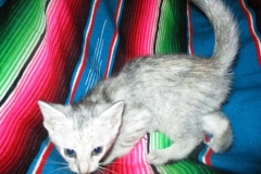 Qi'ra (Kira) Savannah, F-7B, Dilute tri color spotted, female DOB 5-9-18