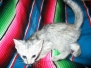 Qi'ra (Kira) Savannah, F-7B, Dilute tri color spotted, female DOB 5-9-18
