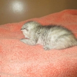 Savannah, F-7B, Dilute Female, DB 5-9-18