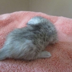 Savannah, F-7B, Dilute Female, DB 5-9-18