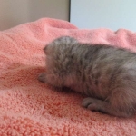 Savannah, F-7B, Dilute Female, DB 5-9-18