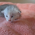 Savannah, F-7B, Dilute Female, DB 5-9-18