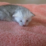 Savannah, F-7B, Dilute Female, DB 5-9-18