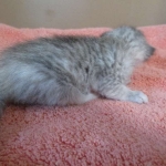 Savannah, F-7B, Dilute Female, DB 5-9-18