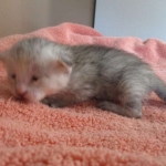 Savannah, F-7B, Dilute Female, DB 5-9-18