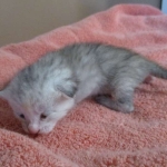 Savannah, F-7B, Dilute Female, DB 5-9-18