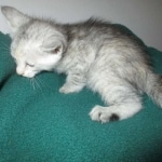 Savannah, F-7B, Dilute Female, DB 5-9-18