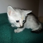 Savannah, F-7B, Dilute Female, DB 5-9-18