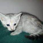 Savannah, F-7B, Dilute Female, DB 5-9-18