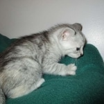 Savannah, F-7B, Dilute Female, DB 5-9-18